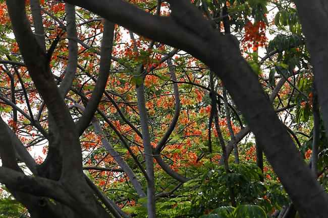 Suan Luang-JUN14-005